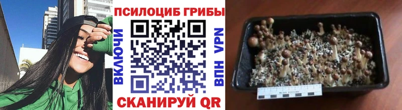 Псилоцибиновые грибы Psilocybine cubensis  Далматово 
